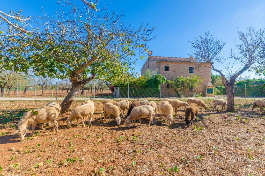 Vila Sa Mata Campanet Exteriér fotografie